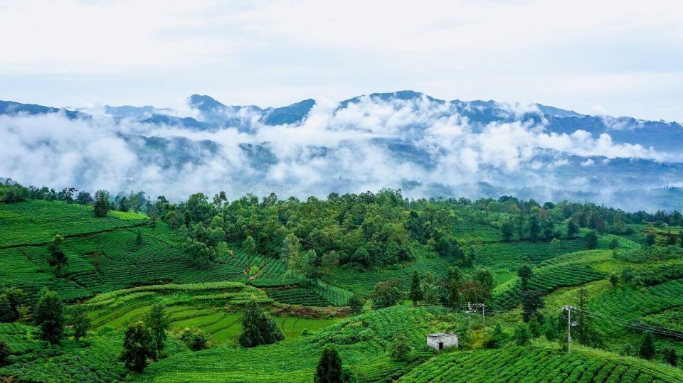四球古茶 四球古茶